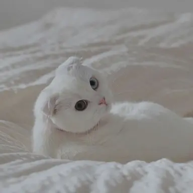 Profile image of 남태현