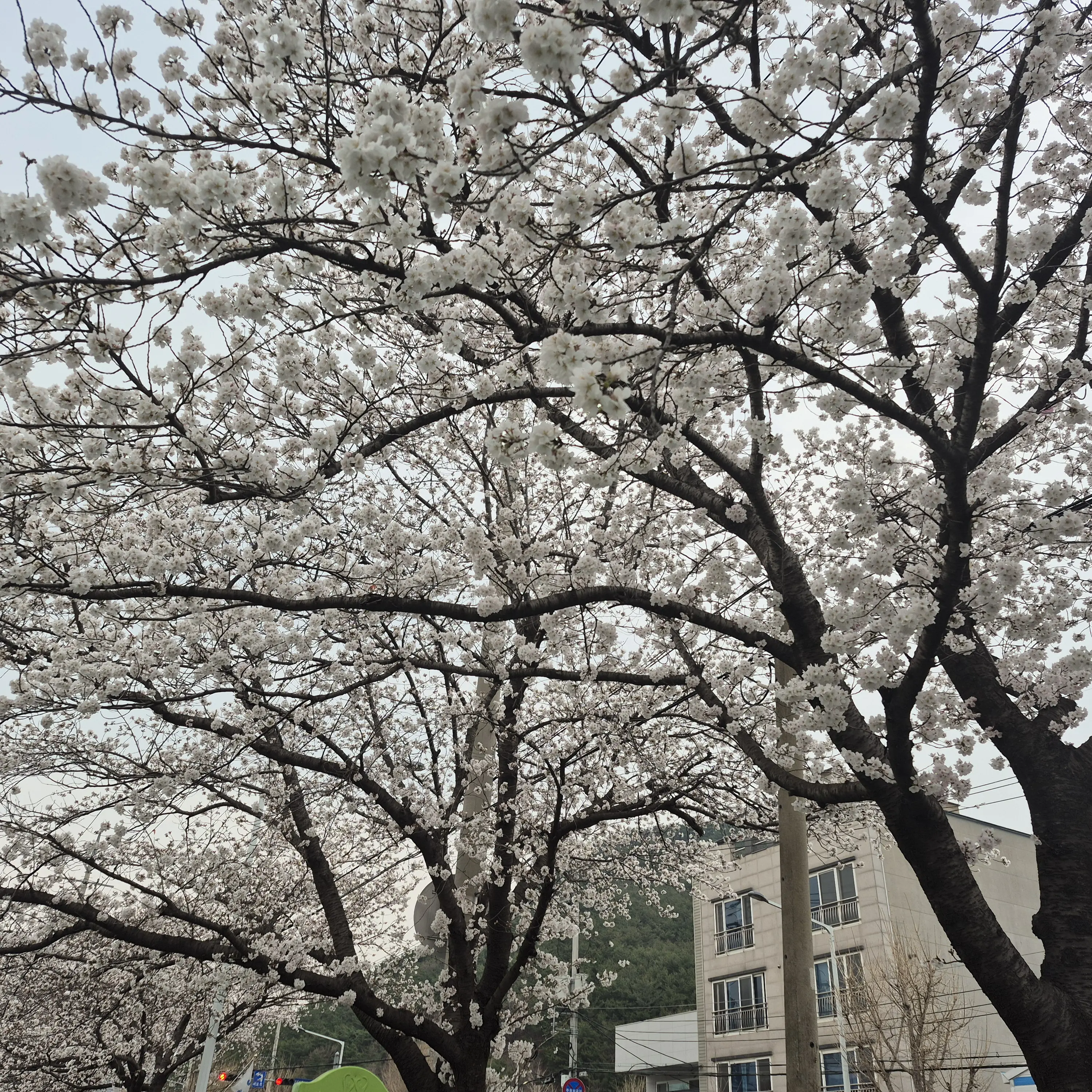 KeenWind5496의 상북초등학교