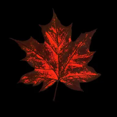Profile image of Maple Tae Stellar