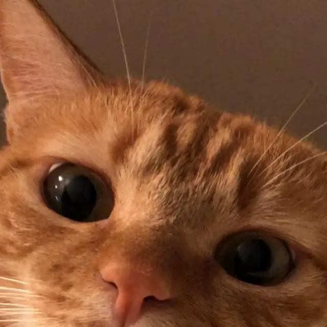 JoyfulAinu9541의 年は違うけどお友達！