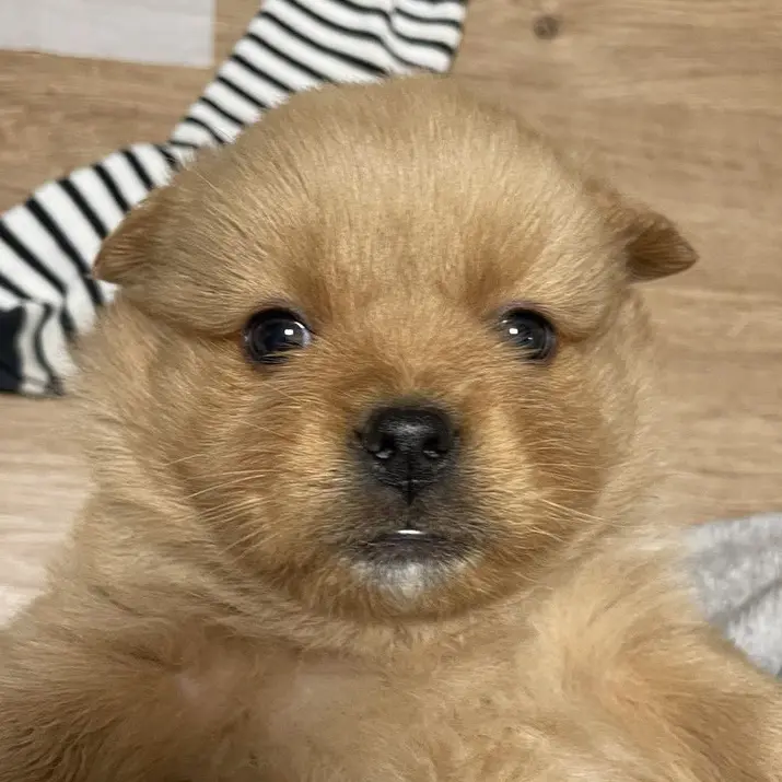 CockyJaw5303의 흰둥이