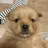흰둥이