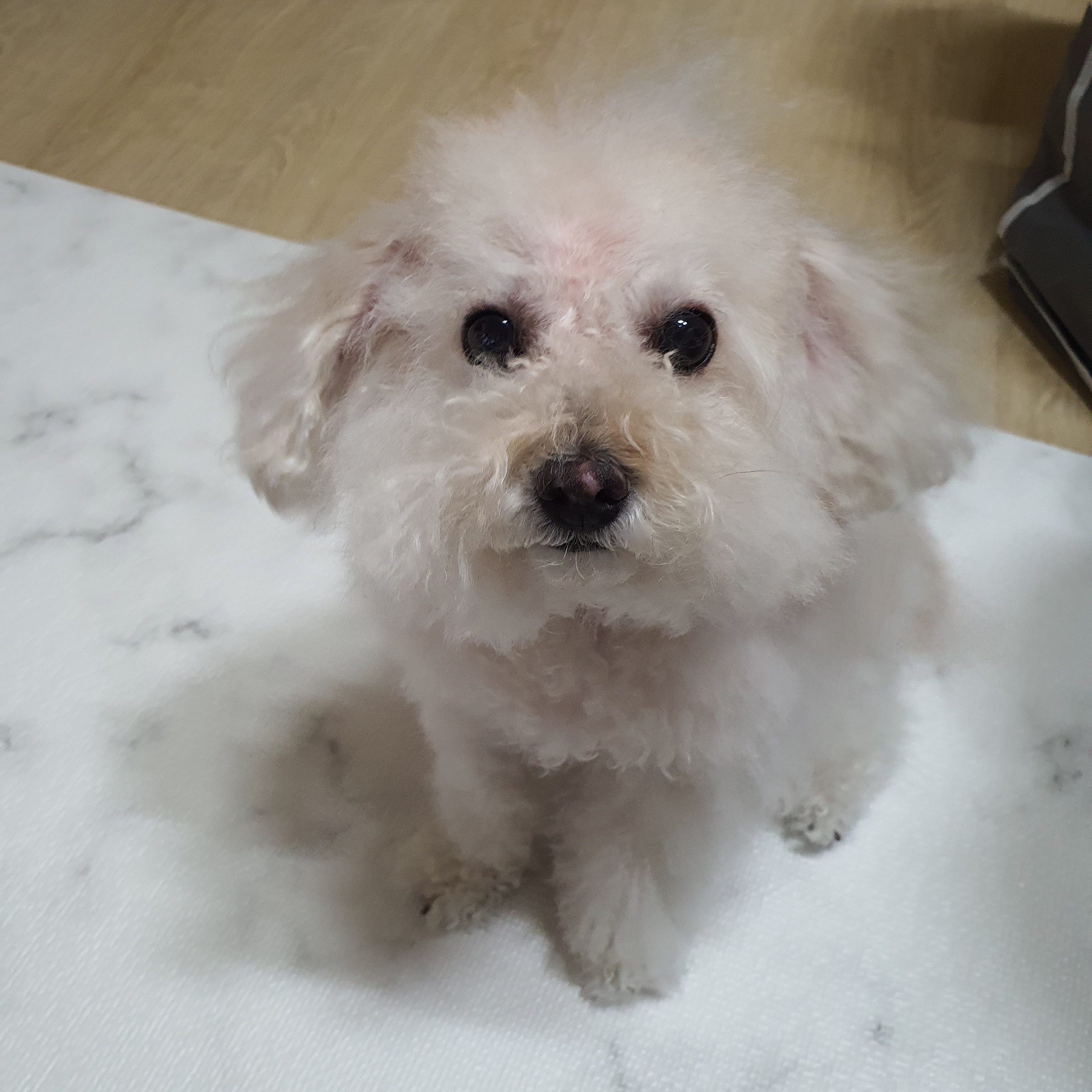 강아지의 주인을 찾아라! 대표 이미지