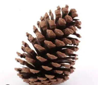 Profile image of セルレギオス