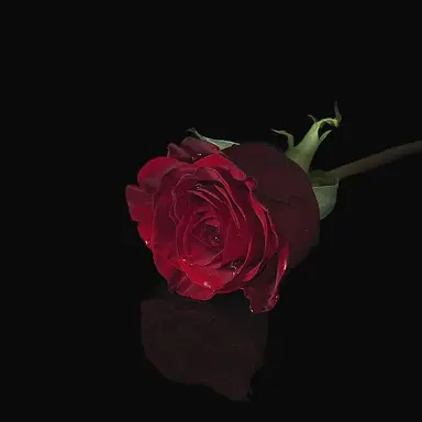 Profile image of 伊作