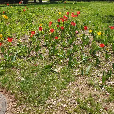 Profile image of 평학