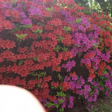 Profile image of 백현