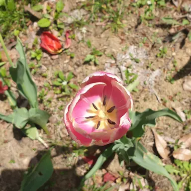 Profile image of 모양몬