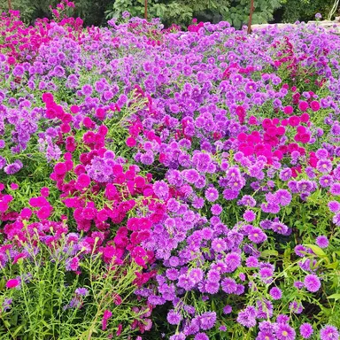 Profile image of 아름