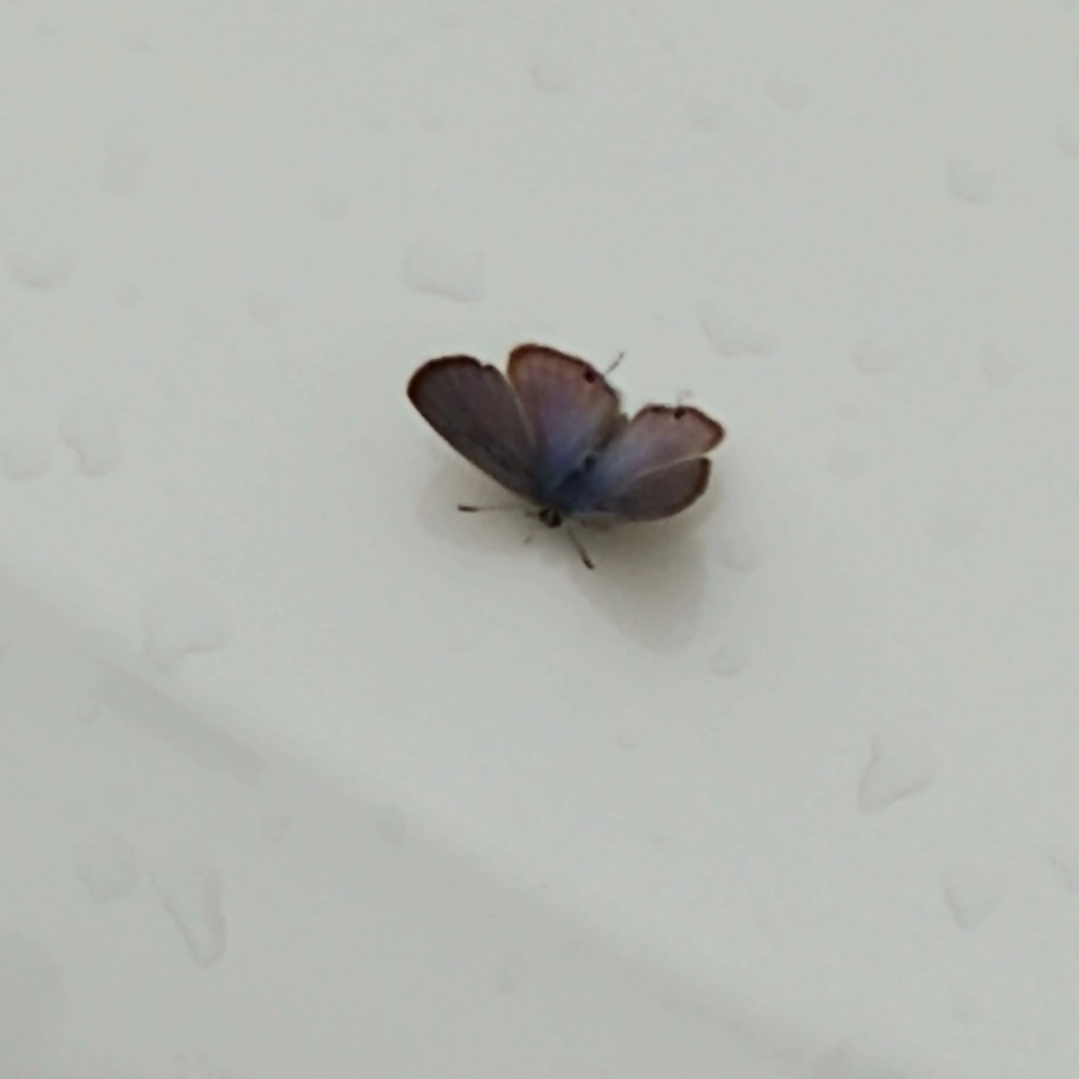 HarshEasel5040의 나히아 임간합숙