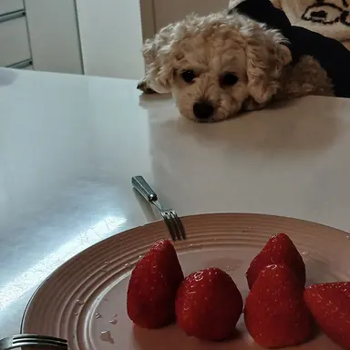 Profile image of 벨키