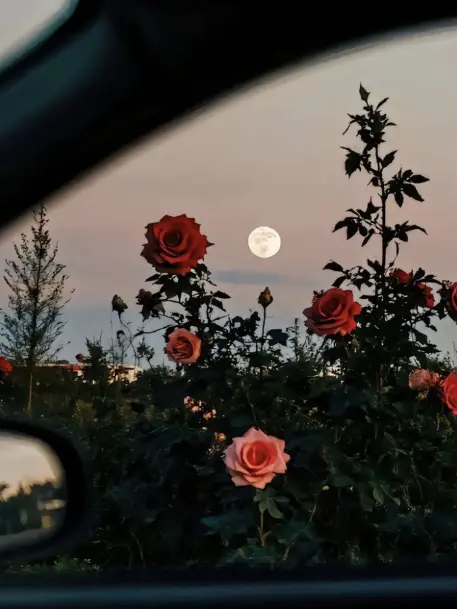 Spica___o0의 逃避行しよう