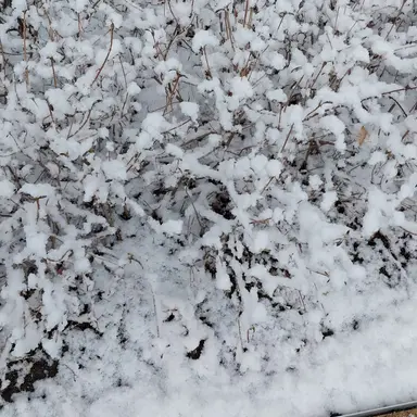 Profile image of 이핑구