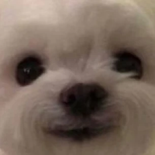 뽀삐