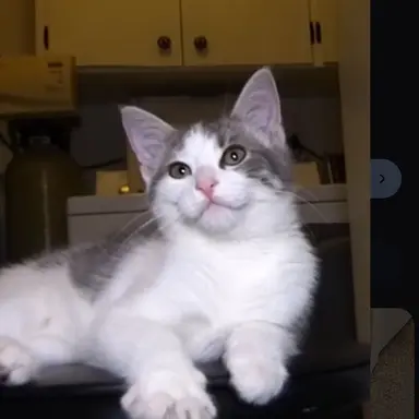 Profile image of Random kitty