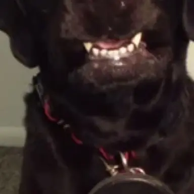Profile image of Shelby