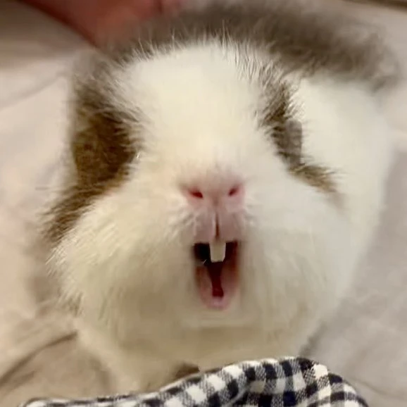 딩이