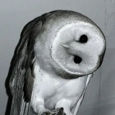 Profile image of Calian