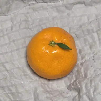 Profile image of 여우