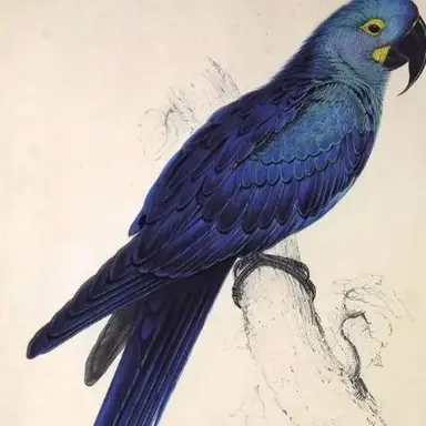 Profile image of Indigo