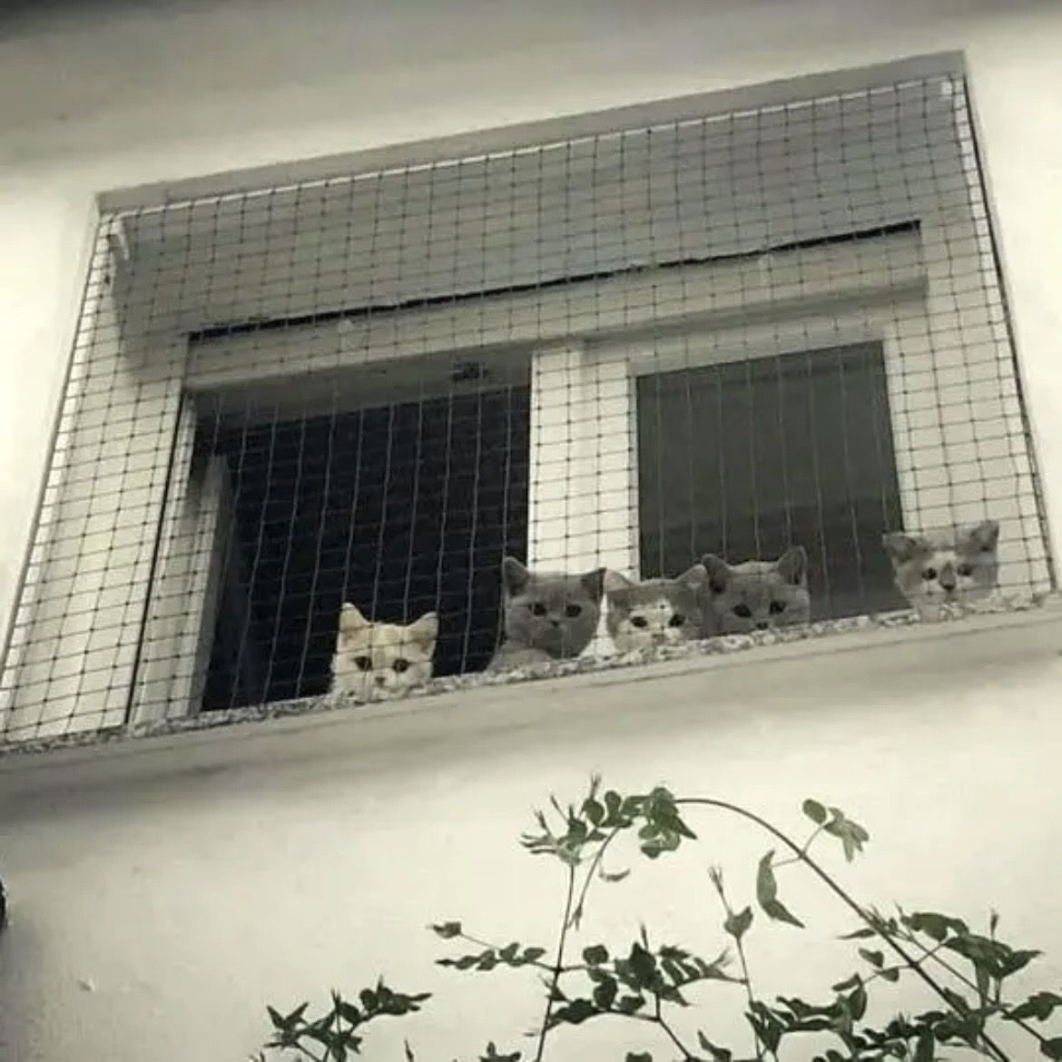 夢ᶻ 𝗓 𐰁 대표 이미지
