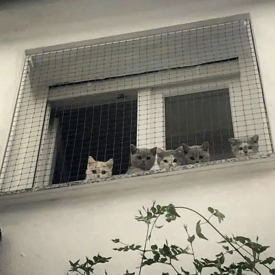 Nonoghostsbut의 요즘 잘 자 쿨냥이