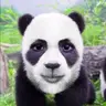 Profile image of 판다