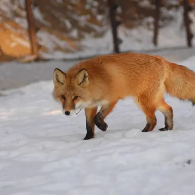 Profile image of 여우