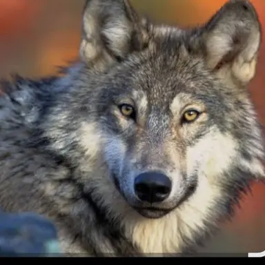 Profile image of 늑대