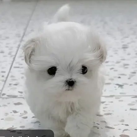 dog_woof_Love의 구름이
