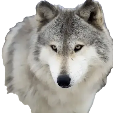 Profile image of 늑대
