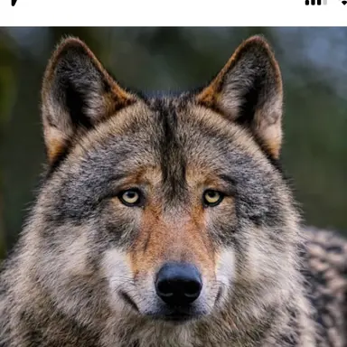 Profile image of 늑대