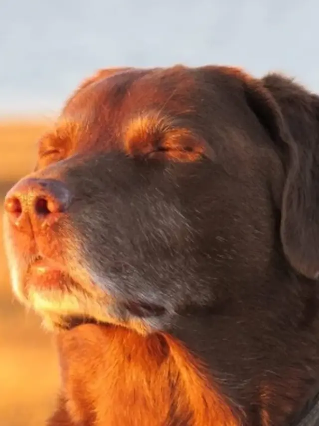 SeverePea7514의 개@판 포세이큰