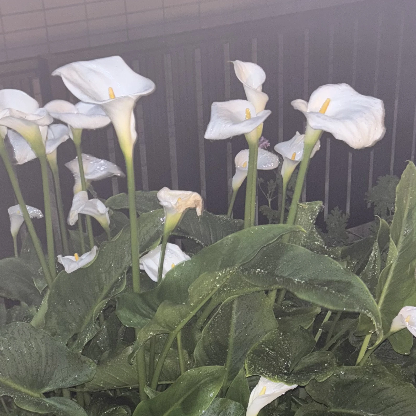 陽