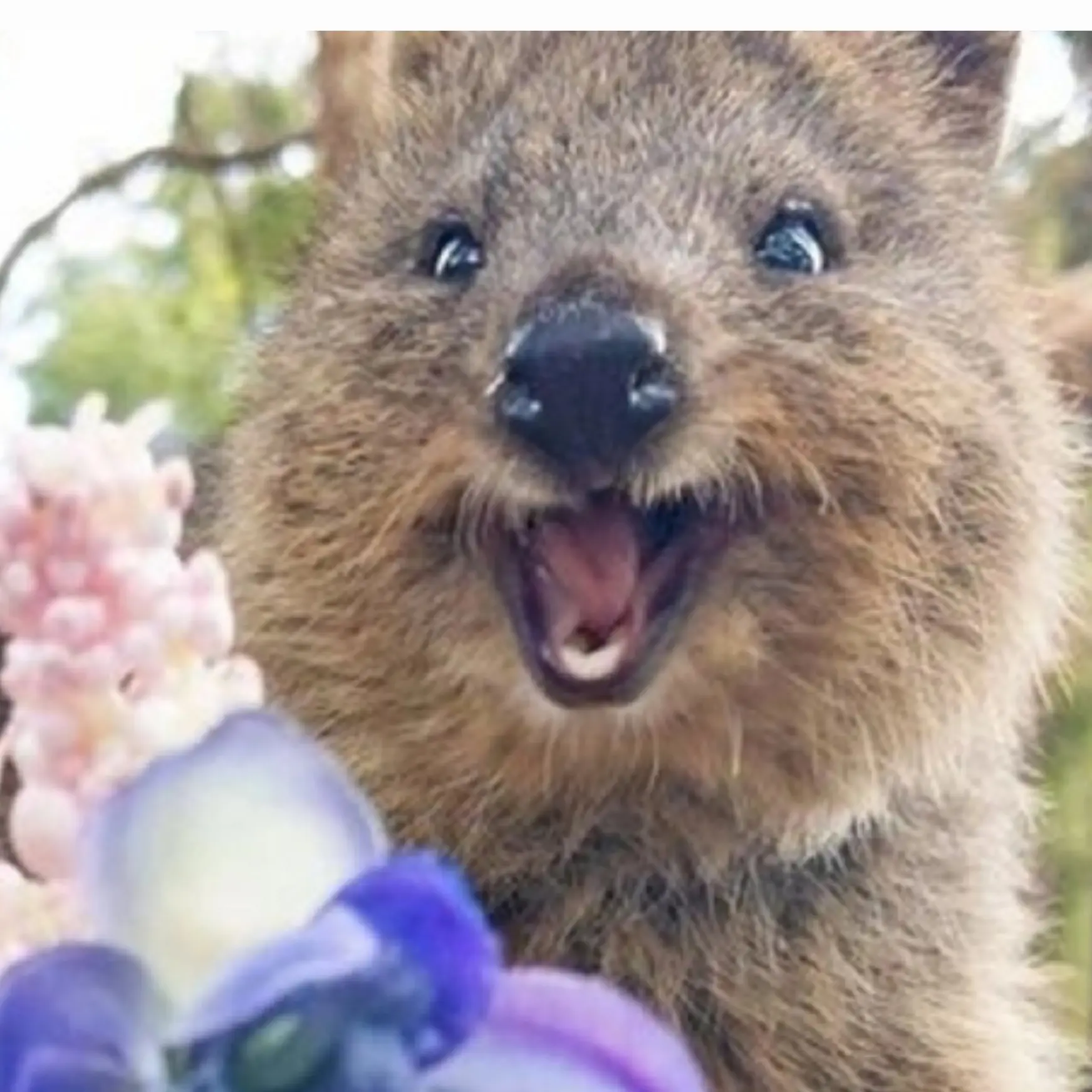 Quokka0604의 누누니