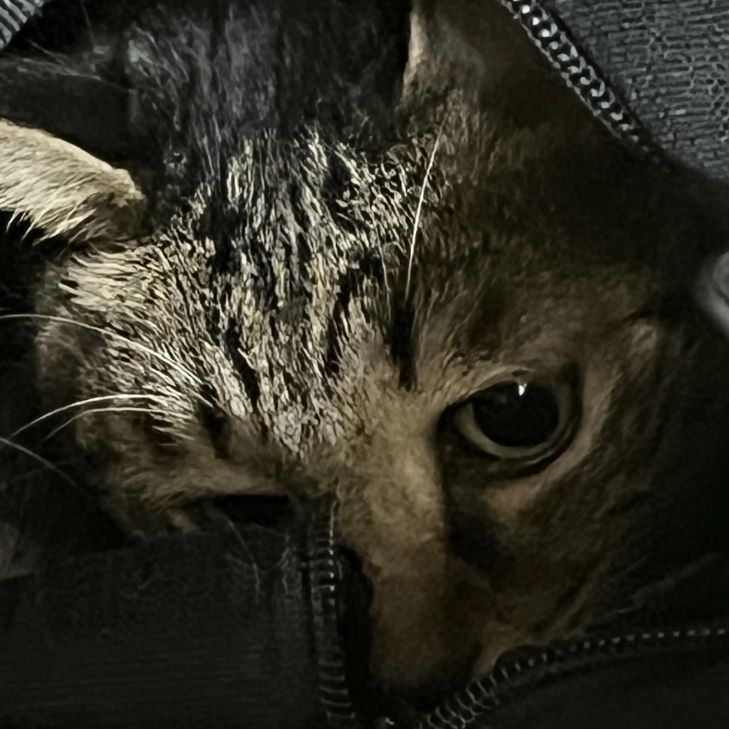 Catbread의 쿠마리 선발시험