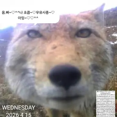 Profile image of 여우
