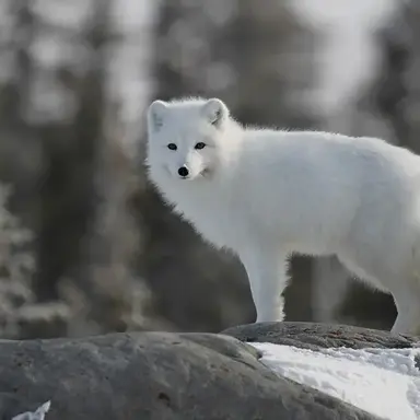 Profile image of Solis