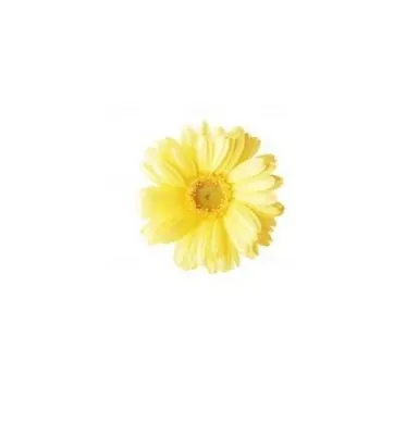 Profile image of Jinto Yoshida