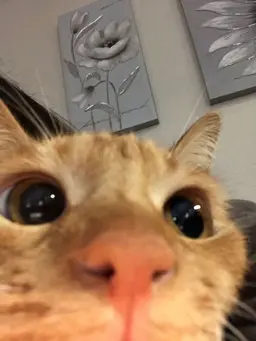 Profile image of Pumpkin