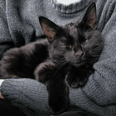 Profile image of Luna