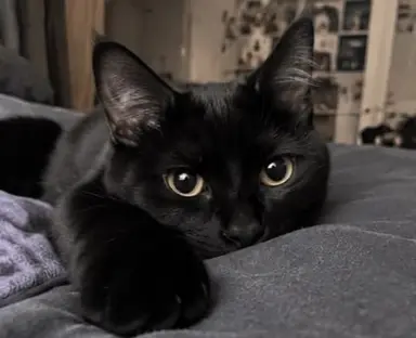 Profile image of Luna