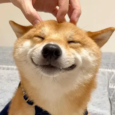Profile image of Miso