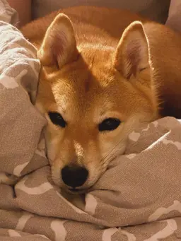 Profile image of Miso