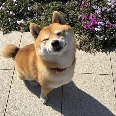 Profile image of Miso
