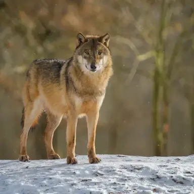 Profile image of 늑대