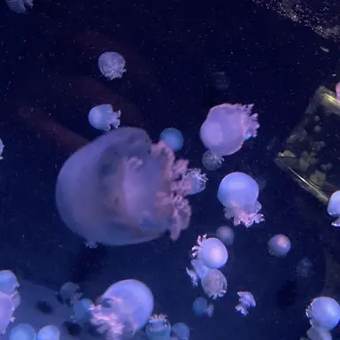 Profile image of 岡聡実