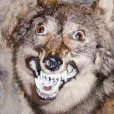Profile image of 김늑대