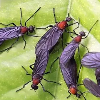 Profile image of 러브버그