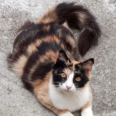 Profile image of Takoda